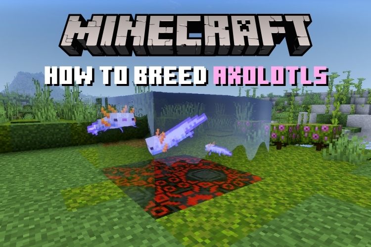 Cómo criar y domar ajolotes en Minecraft