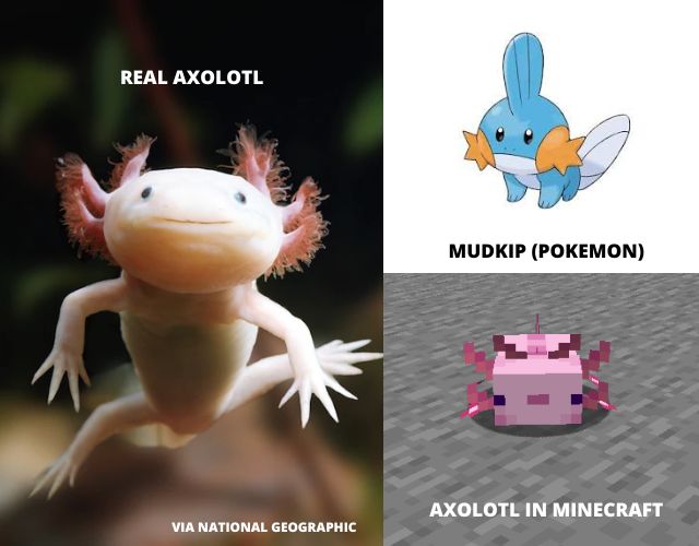 Echter Axolotl- und Mudkip-Vergleich