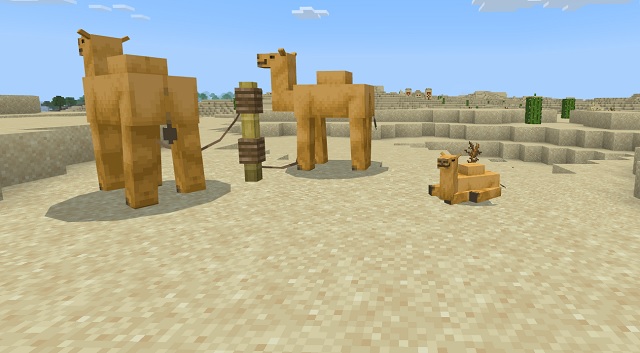Camellos adultos junto a camellos bebés
