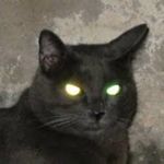 Gruselige schwarze Katze